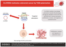Circular RNA FMN2 motivates colorectal cancer development by mediating tumor-associated macrophage polarization by controlling the microRNA-150-5p/PIK3R3 axis