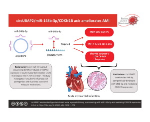 circUBAP2 ameliorates hypoxia-induced acute myocardial injury by competing with miR-148b-3p and mediating CDKN1B expression