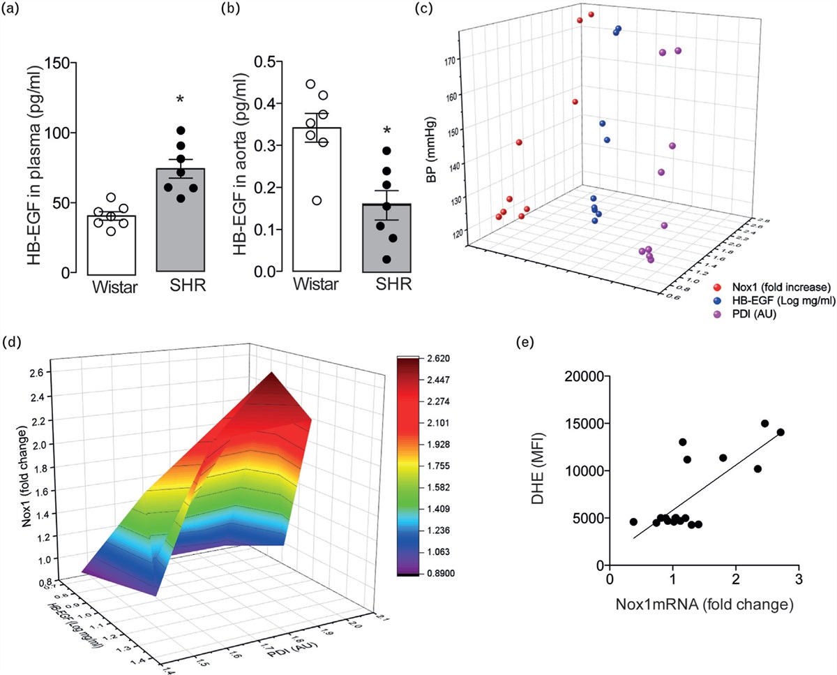 Protein disulfide isomerase-mediated transcriptional upregulation of Nox1 contributes to vascular dysfunction in hypertension