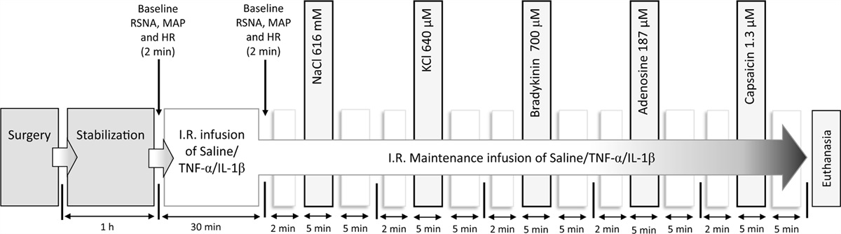 Effects of intrarenal pelvic infusion of tumour necrosis factor-α and interleukin 1-β on reno-renal reflexes in anaesthetised rats
