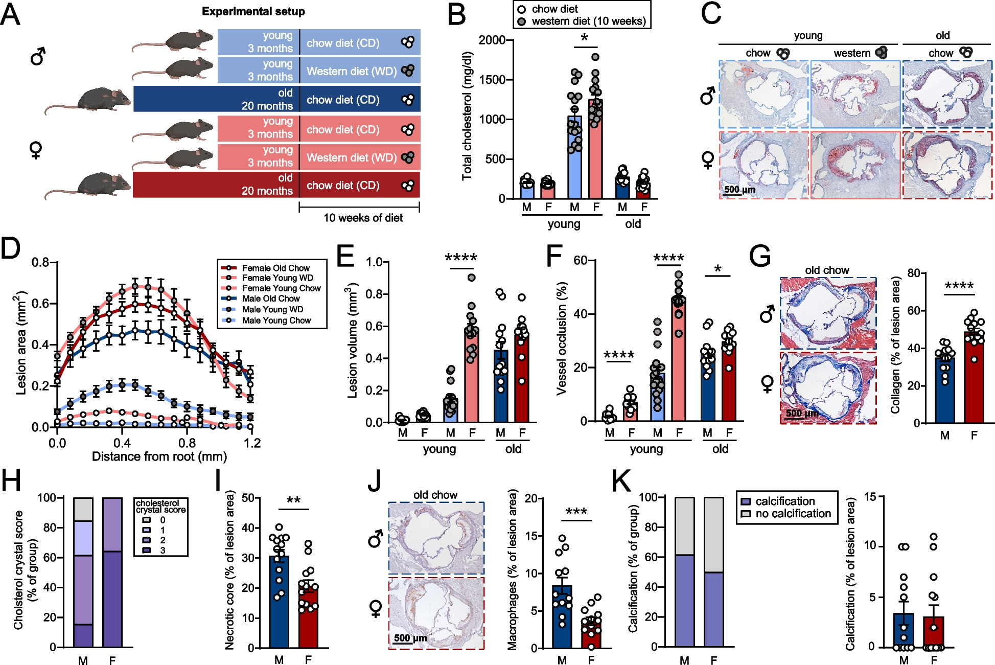 Sexual dimorphism in atherosclerotic plaques of aged Ldlr−/− mice