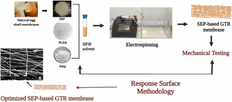 Preparation and optimization of an eggshell membrane-based biomaterial for GTR applications