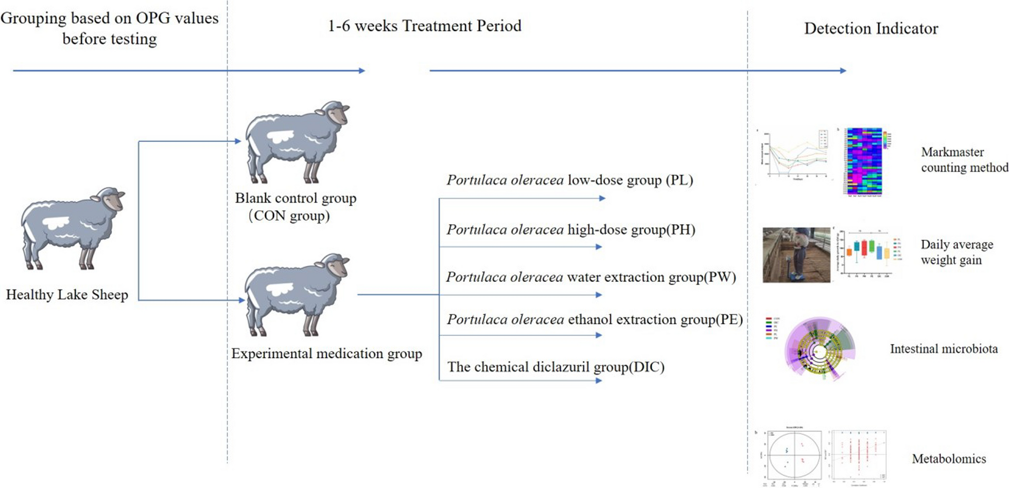 Portulaca oleracea exhibited anti-coccidian activity, fortified the gut microbiota of Hu lambs