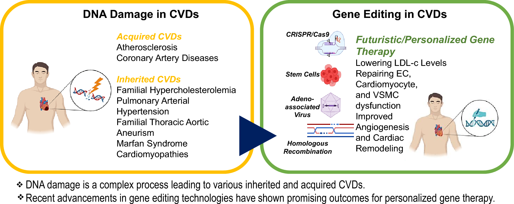 Gene editing and therapy in acquired and inherited cardiovascular disorders