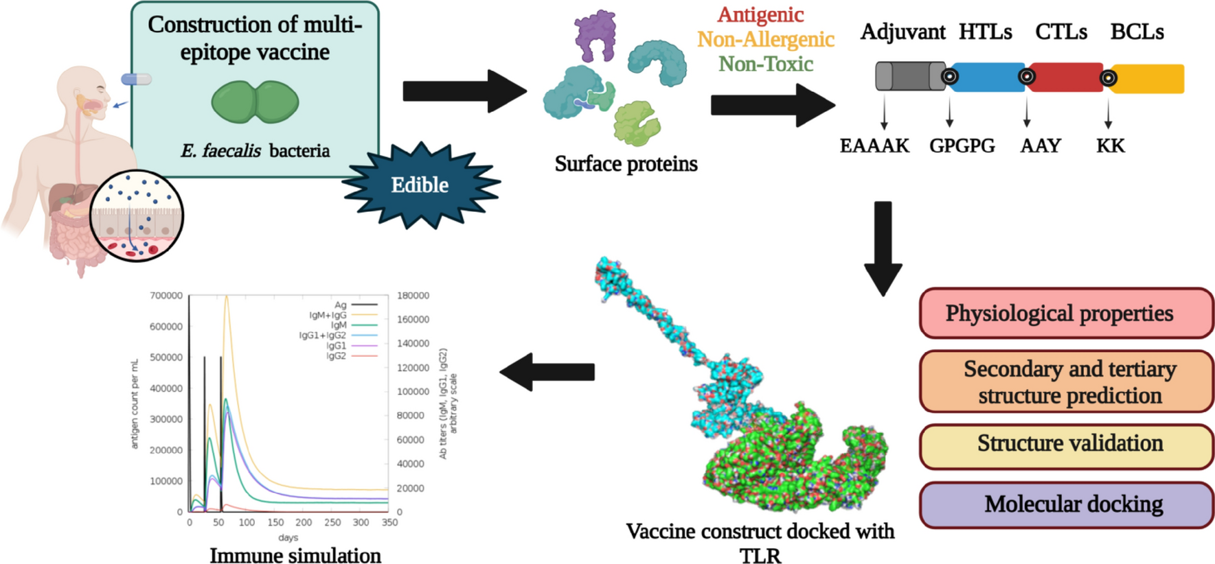 Novel edible multi-epitope vaccine construct against Enterococcus faecalis