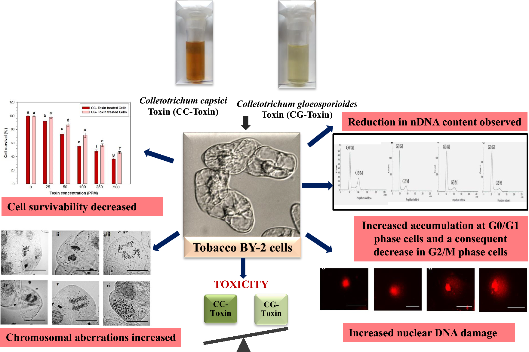 Assessment of cytotoxic and genotoxic effects of Colletotrichum gloeosporioides and C. capsici toxins on tobacco BY-2 cells