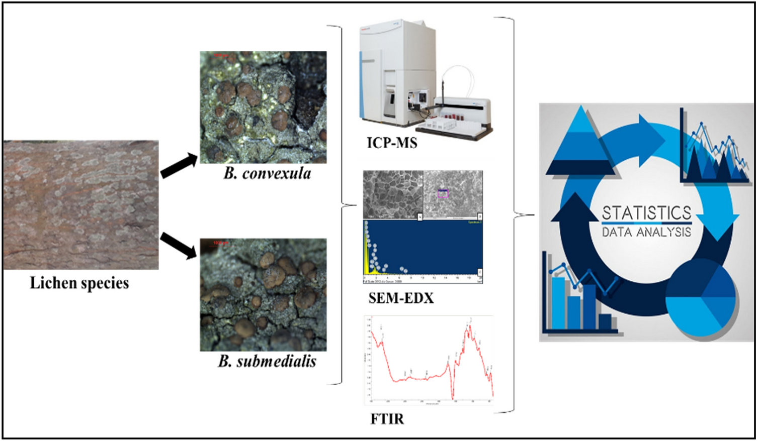 Delineating biomonitoring potential of two crustose lichens Bacidia convexula and B. submedialis through elemental accumulation and microstructural parameters
