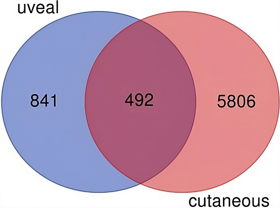 A bioinformatics approach to reveal common genes and molecular pathways shared by cutaneous melanoma and uveal melanoma