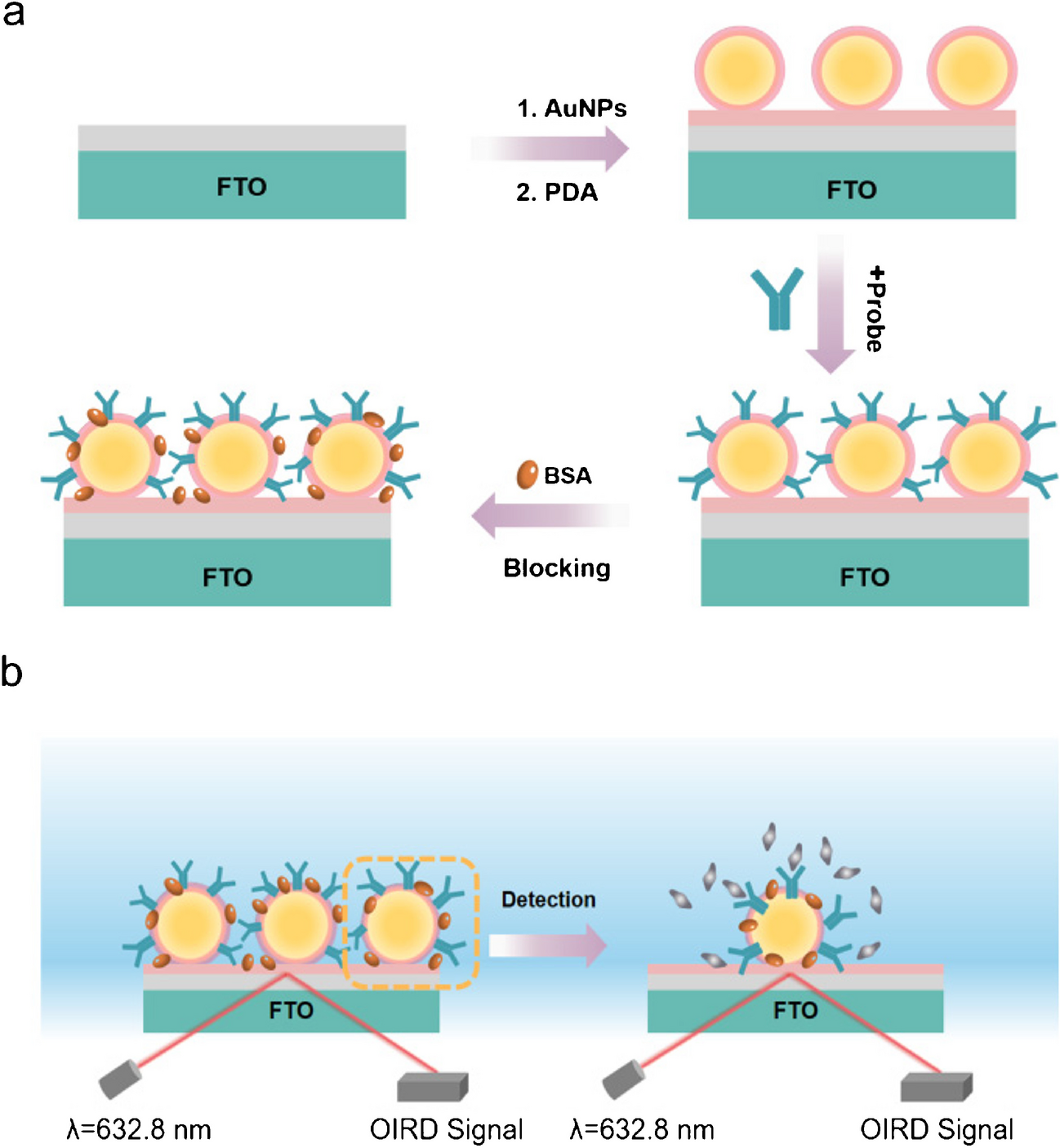 Gold nanoparticle-decorated fluorine-doped tin oxide substrate for sensitive label-free OIRD microarray chips