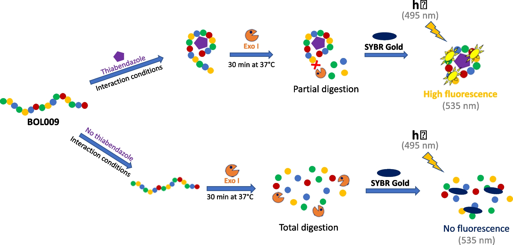 Rapid and specific detection of thiabendazole: enzymatic digestion-enabled fluorescent aptasensor