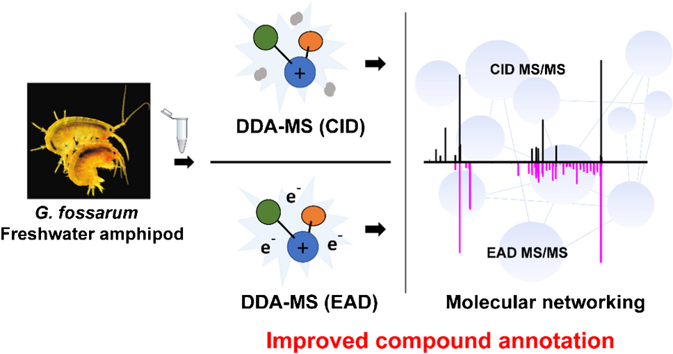 Electron-activated dissociation (EAD) for the complementary annotation of metabolites and lipids through data-dependent acquisition analysis and feature-based molecular networking, applied to the sentinel amphipod Gammarus fossarum