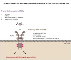 Glycosylation of FGF/FGFR: An underrated sweet code regulating cellular signaling programs