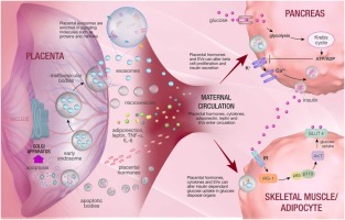 Advances in extracellular vesicles as mediators of cell-to-cell communication in pregnancy