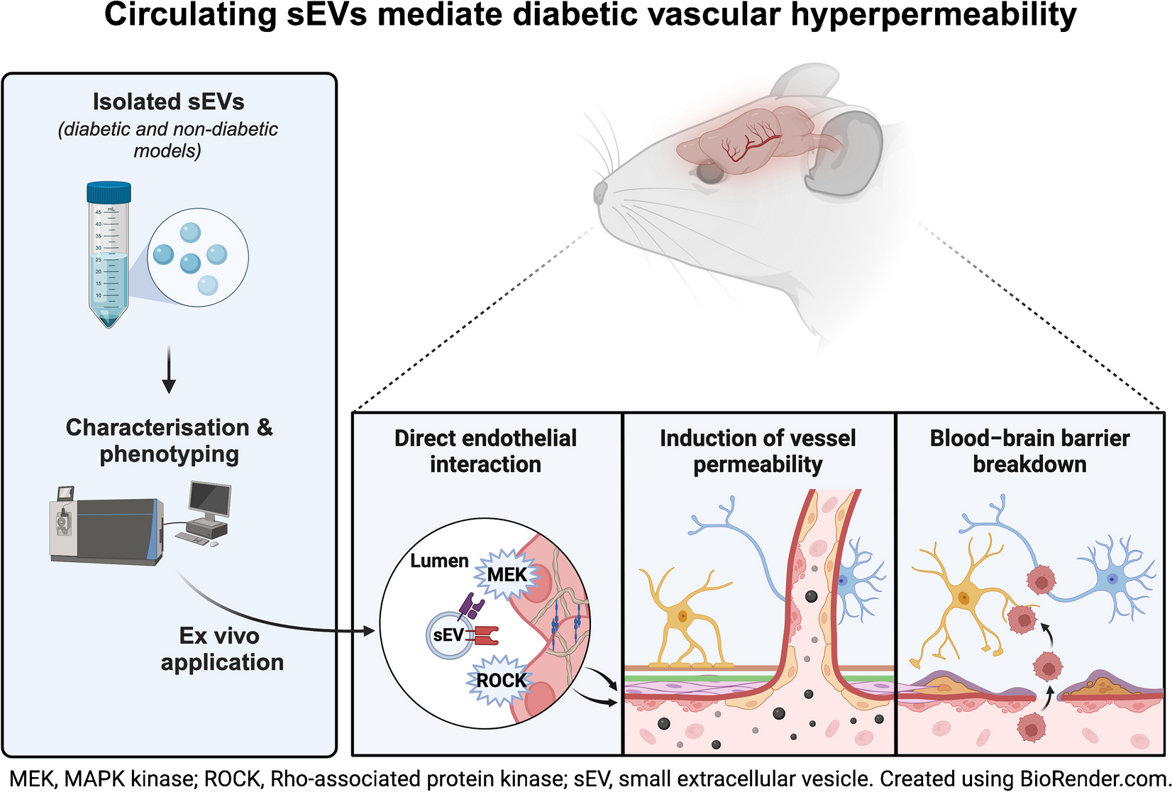 Circulating small extracellular vesicles mediate vascular hyperpermeability in diabetes