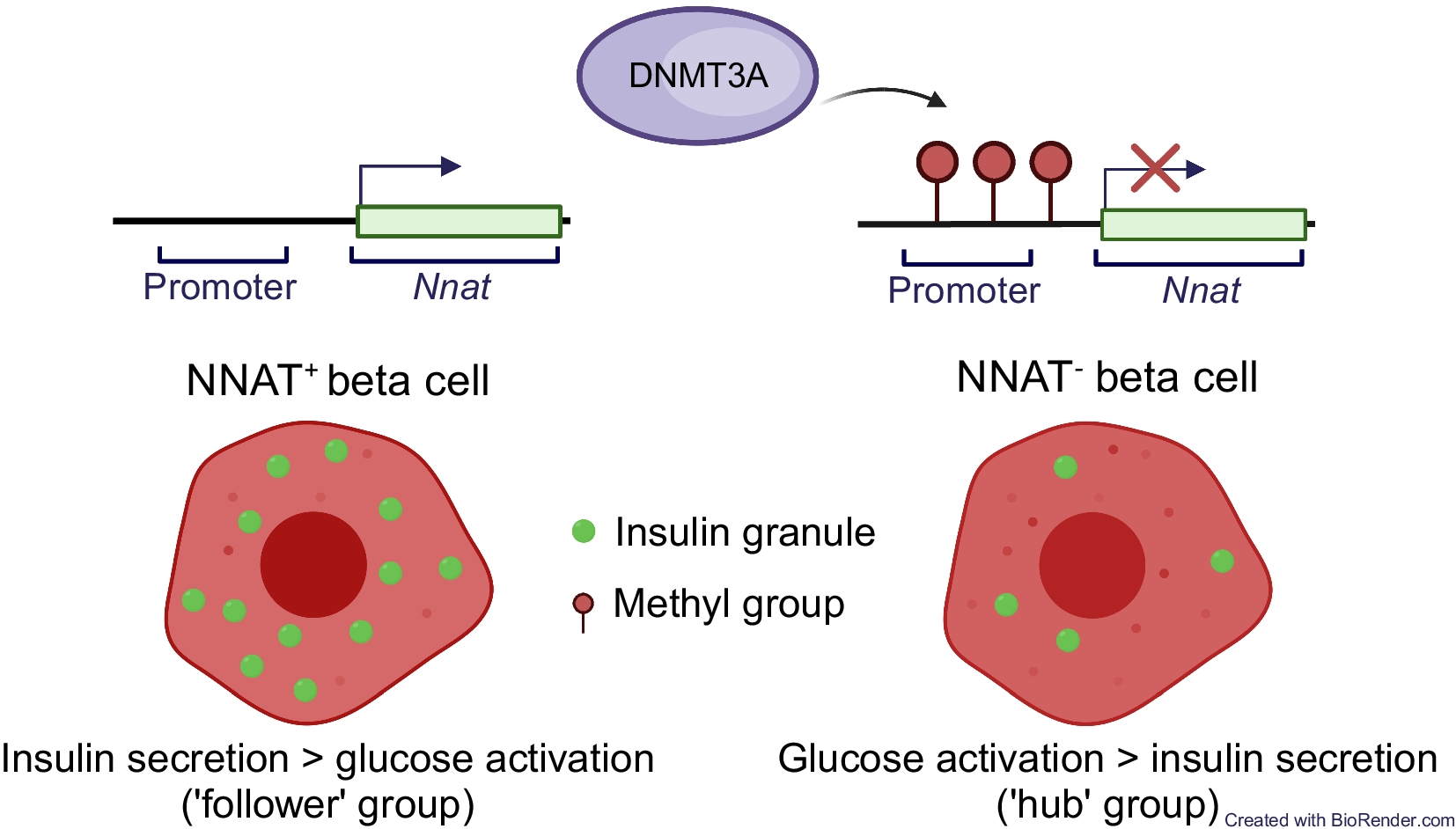 Differential CpG methylation at Nnat in the early establishment of beta cell heterogeneity
