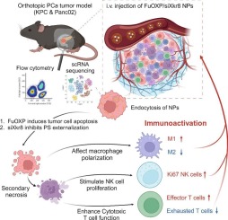 Knocking down of Xkr8 enhances chemotherapy efficacy through modulating tumor immune microenvironment