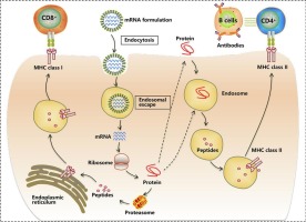 Emerging advances in delivery systems for mRNA cancer vaccines
