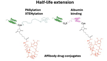 Half-life extension via ABD-fusion leads to higher tumor uptake of an affibody-drug conjugate compared to PAS- and XTENylation.
