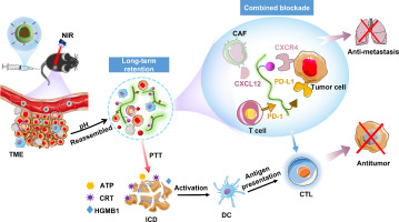 Long-term combined blockade of CXCR4 and PD-L1 with in vivo reassembly for intensive tumor interference