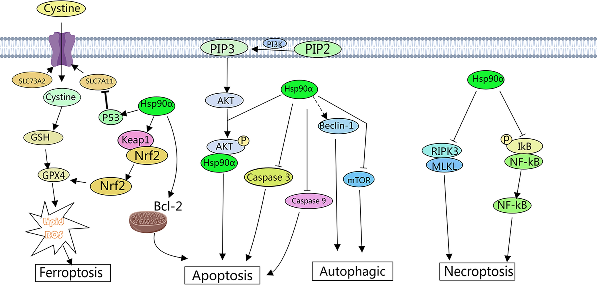 Hsp90α and cell death in cancers: a review
