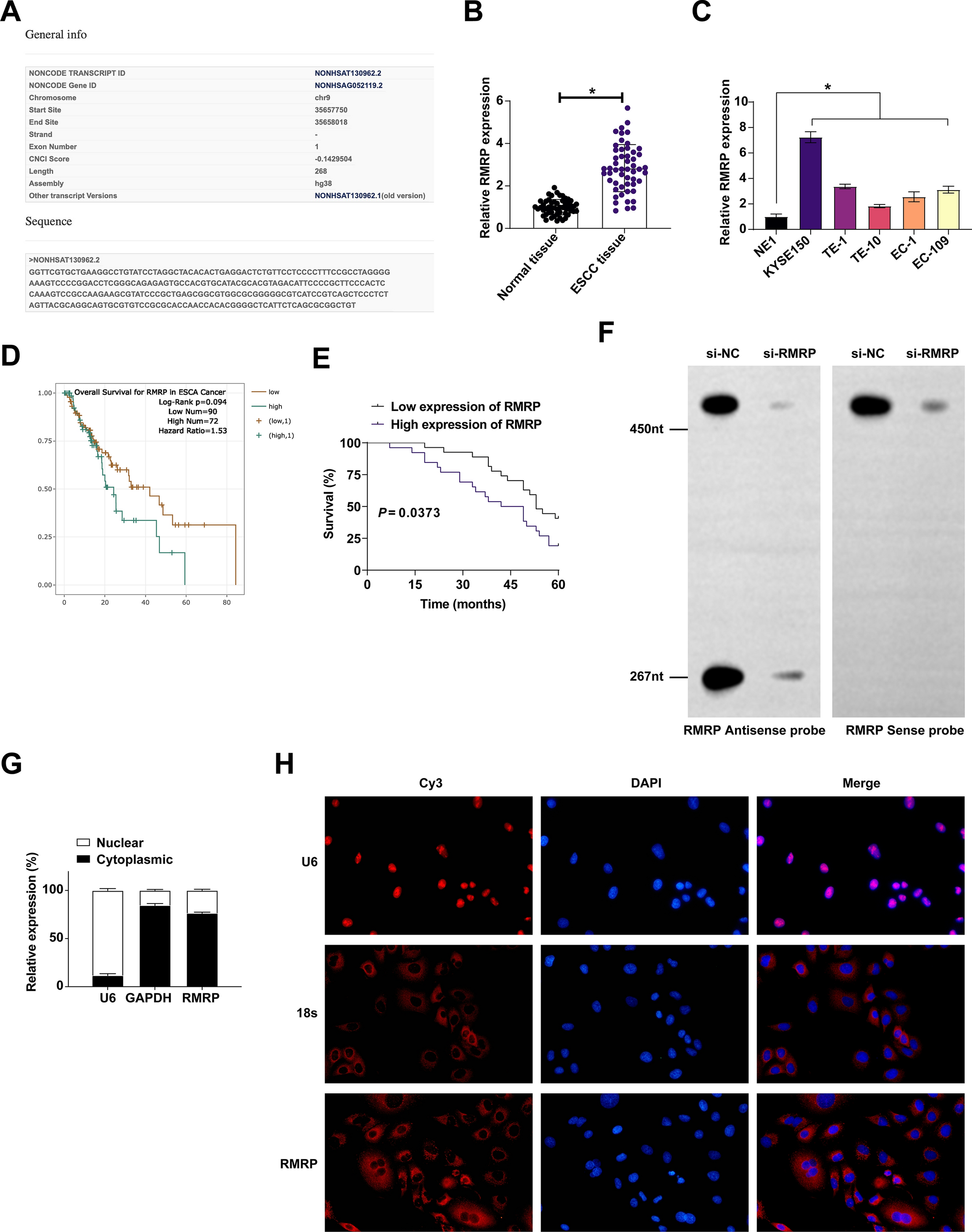 Mechanism study of lncRNA RMRP regulating esophageal squamous cell carcinoma through miR-580-3p/ATP13A3 axis