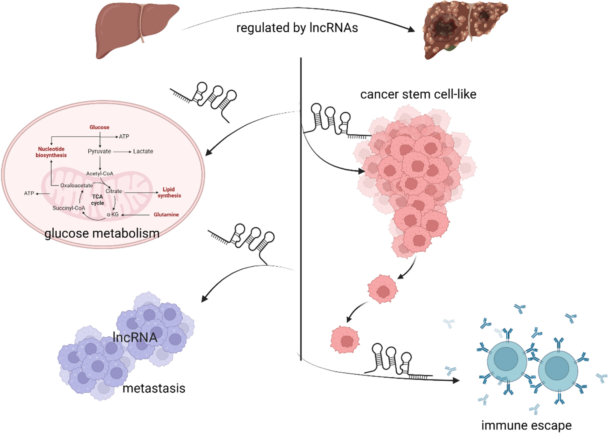 The regulation of hypoxia-related lncRNAs in hepatocellular carcinoma