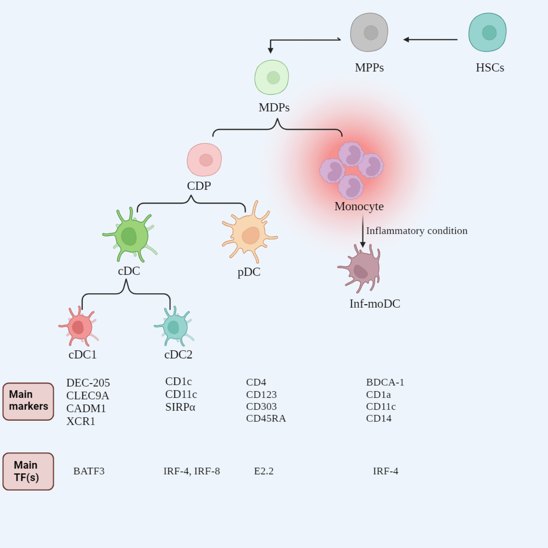 Concise review: The heterogenous roles of BATF3 in cancer oncogenesis and dendritic cells and T cells differentiation and function considering the importance of BATF3-dependent dendritic cells