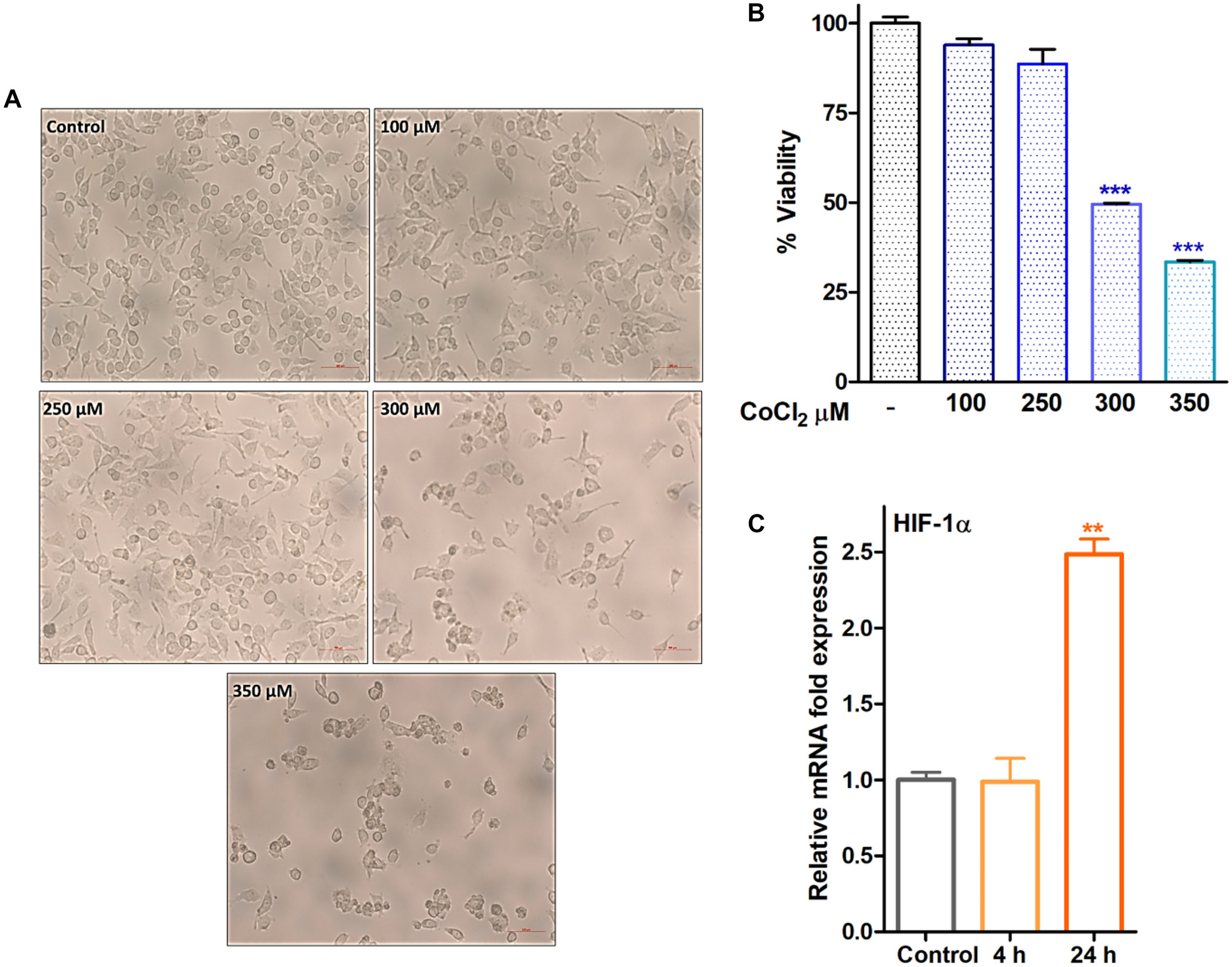 Regulation of genes involved in the metabolic adaptation of murine microglial cells in response to elevated HIF-1α mediated activation