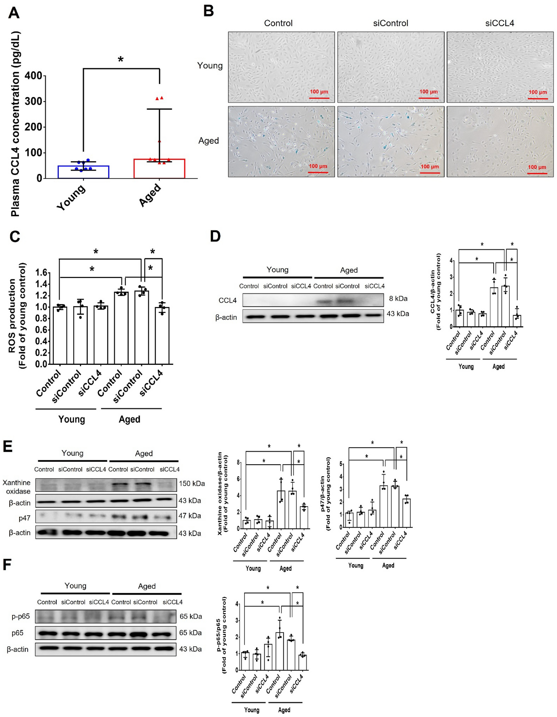 CCL4 contributes to aging related angiogenic insufficiency through activating oxidative stress and endothelial inflammation