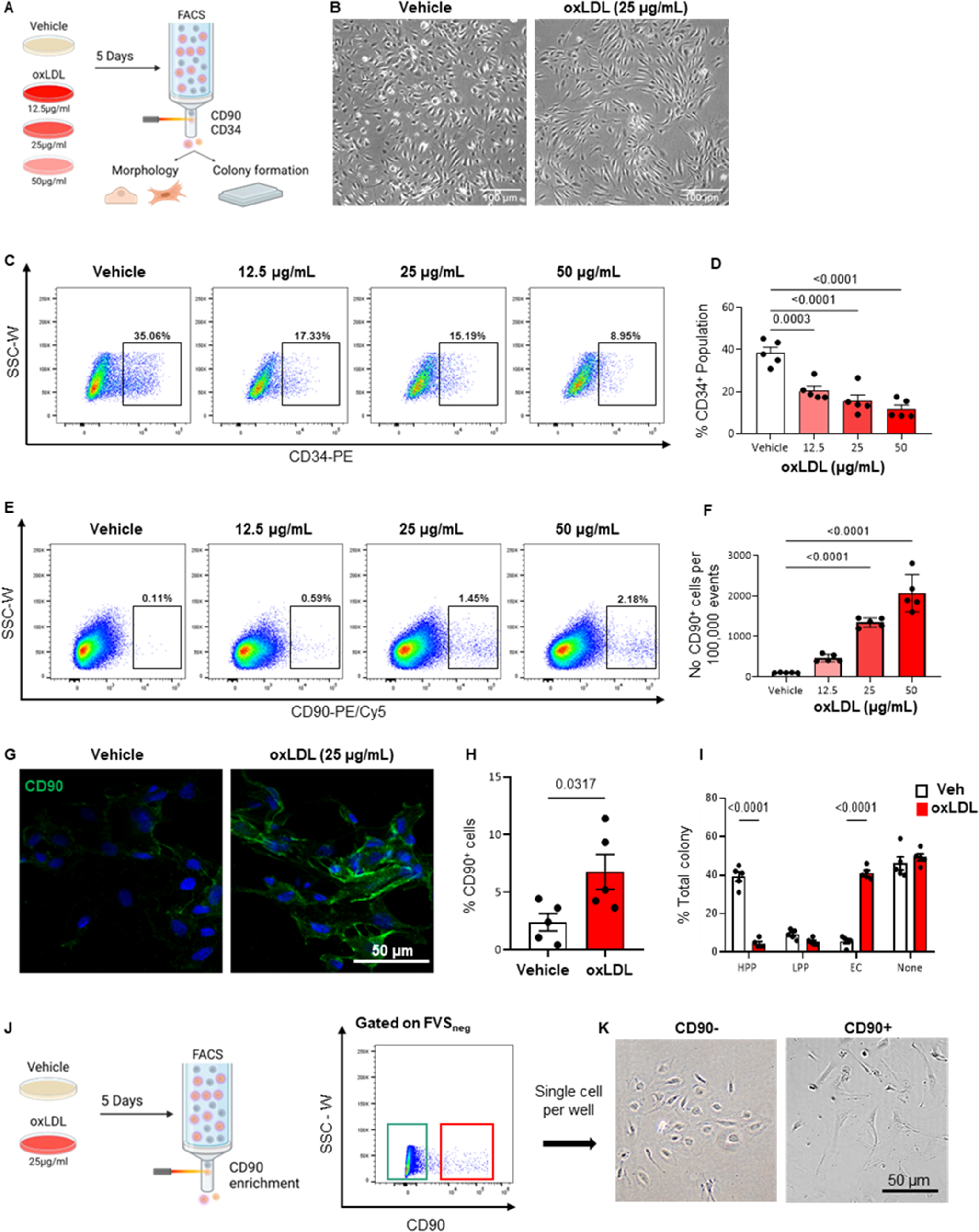 Distinct roles of SOX9 in self-renewal of progenitors and mesenchymal transition of the endothelium