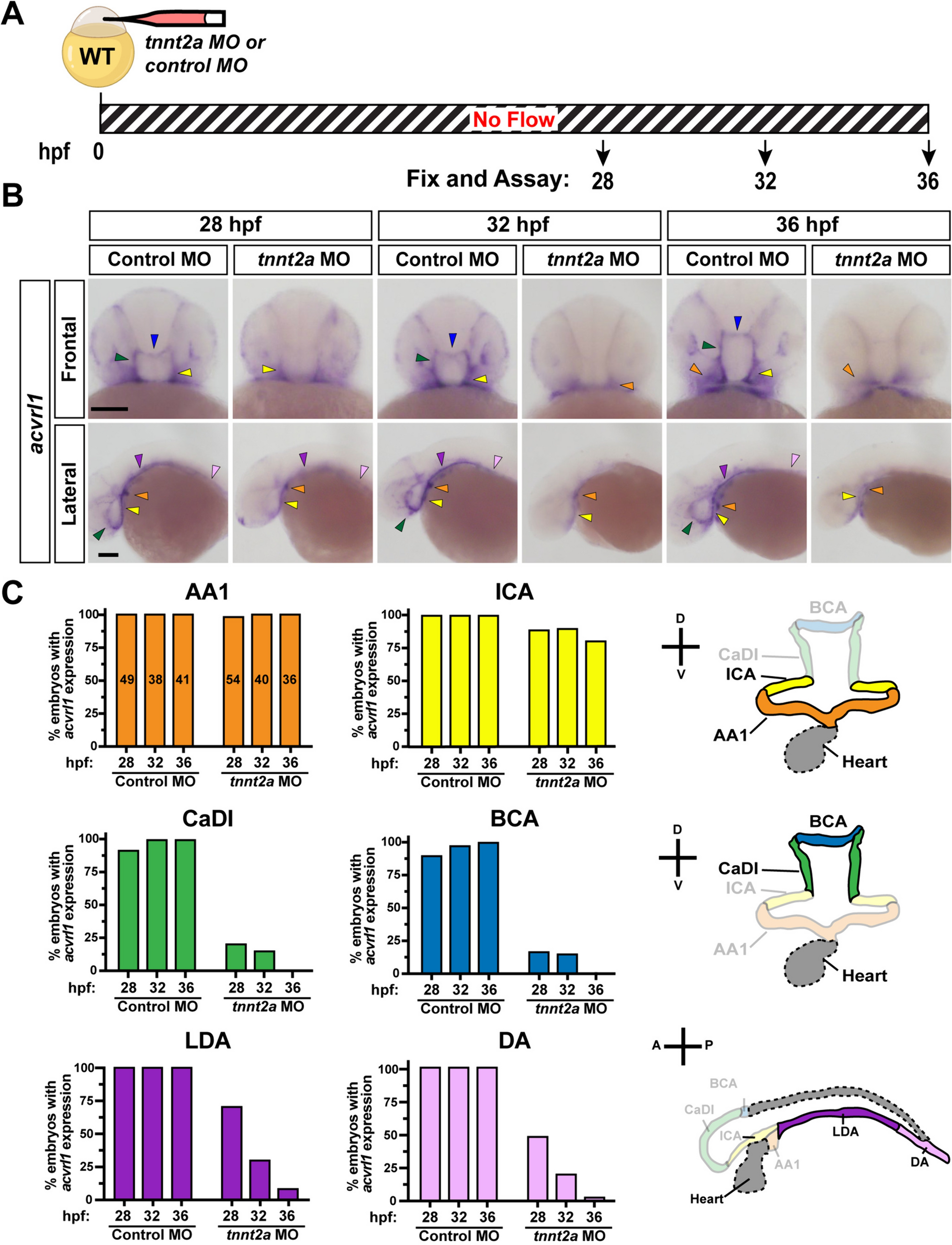 Blood flow regulates acvrl1 transcription via ligand-dependent Alk1 activity