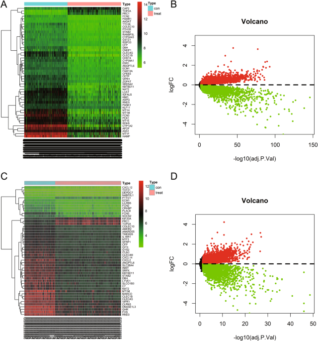 NAC1 transcriptional activation of LDHA induces hepatitis B virus immune evasion leading to cirrhosis and hepatocellular carcinoma development