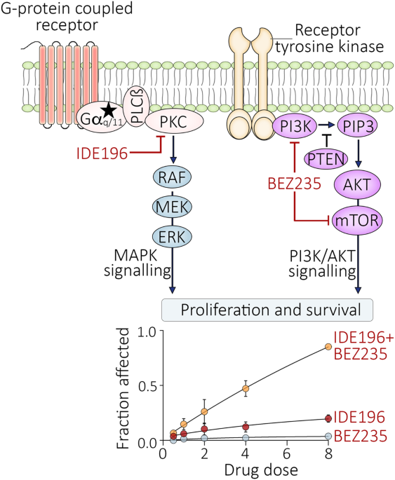 PKC-independent PI3K signalling diminishes PKC inhibitor sensitivity in uveal melanoma