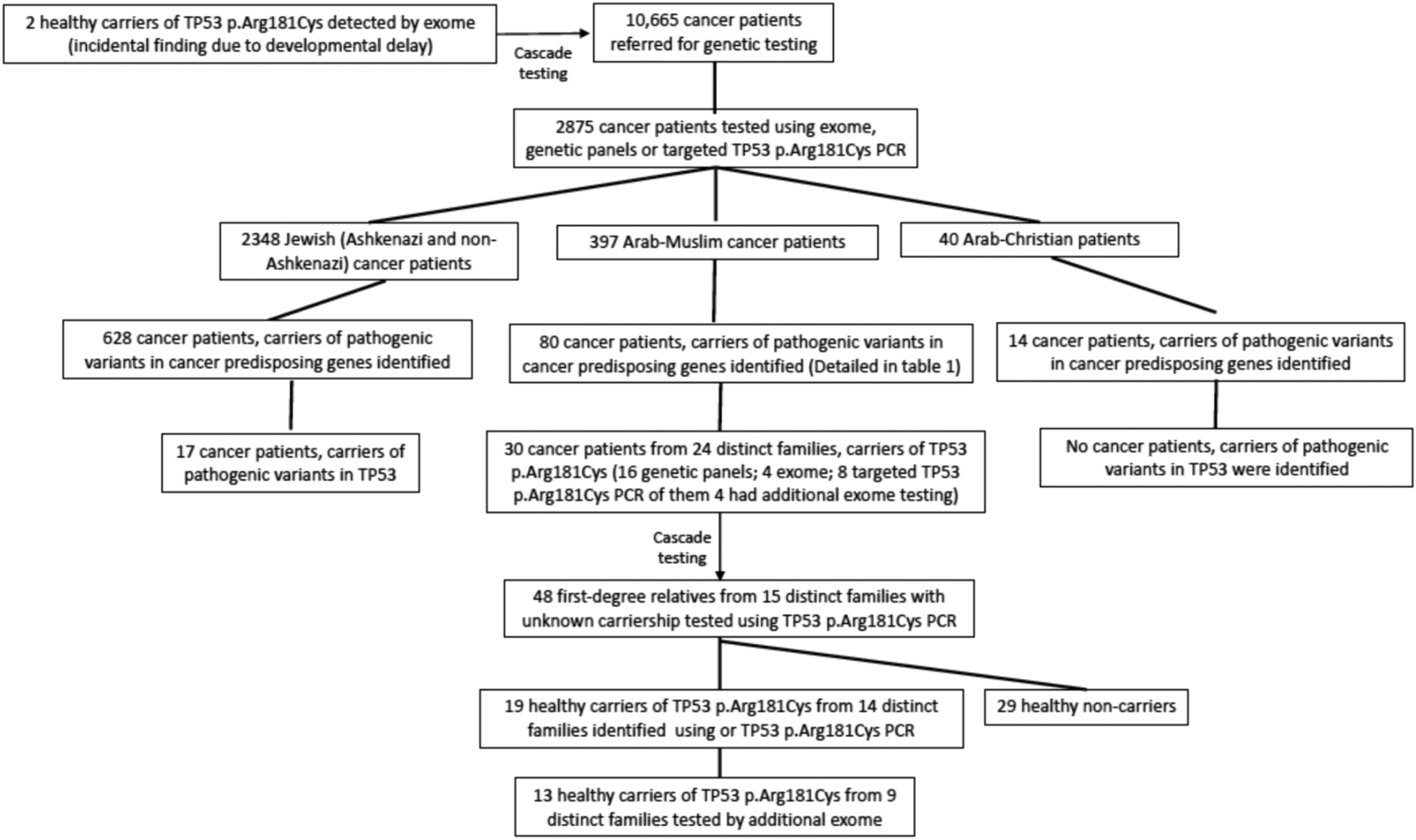 Clinical and genetic characteristics of carriers of the TP53 c.541C > T, p.Arg181Cys pathogenic variant causing hereditary cancer in patients of Arab-Muslim descent