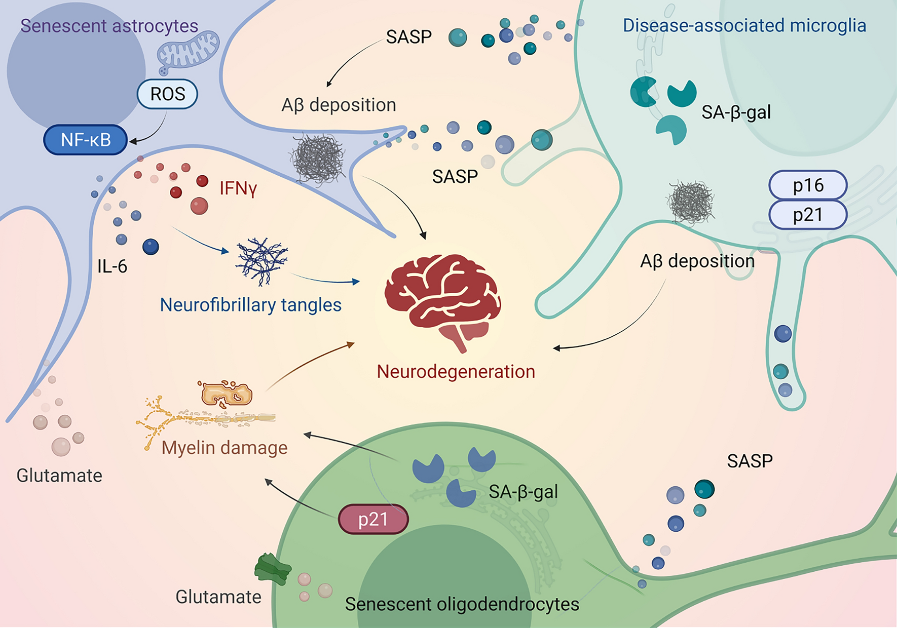 The role of cellular senescence in neurodegenerative diseases