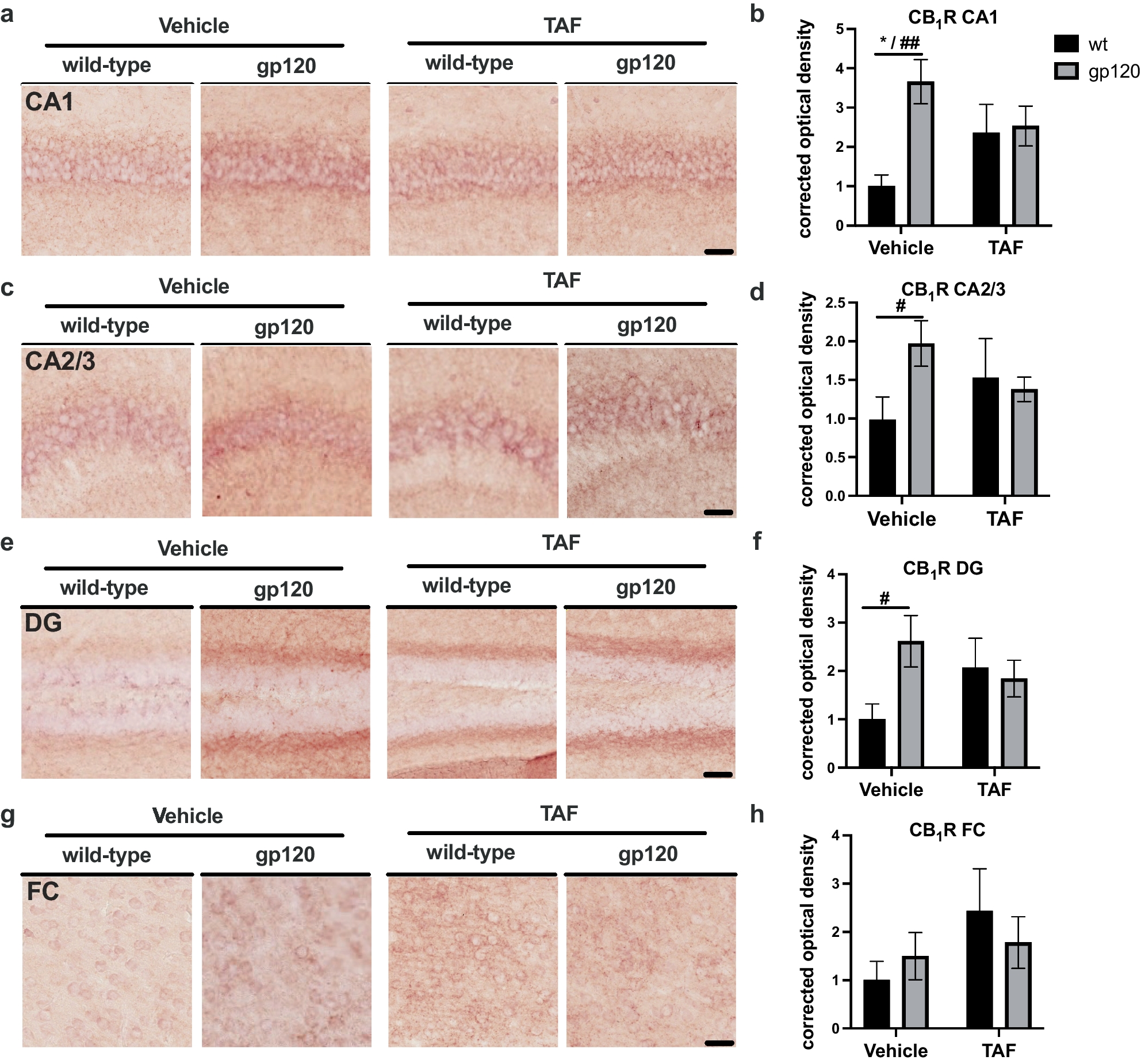 Correction: GP120 and tenofovir alafenamide alter cannabinoid receptor 1 expression in hippocampus of mice