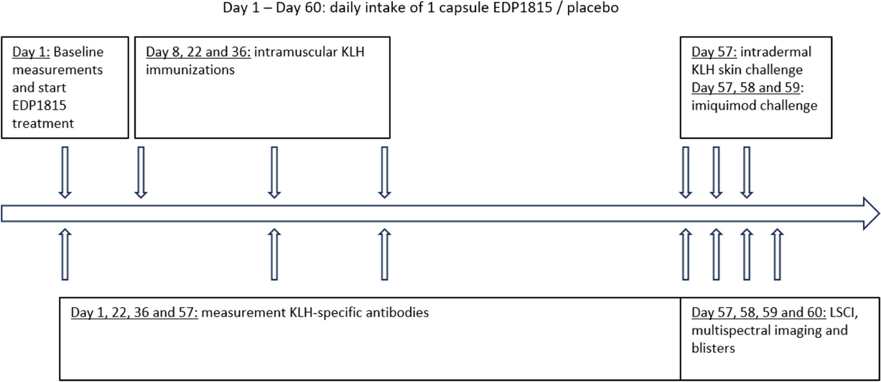 Immunomodulating effects of the single bacterial strain therapy EDP1815 on innate and adaptive immune challenge responses — a randomized, placebo-controlled clinical trial