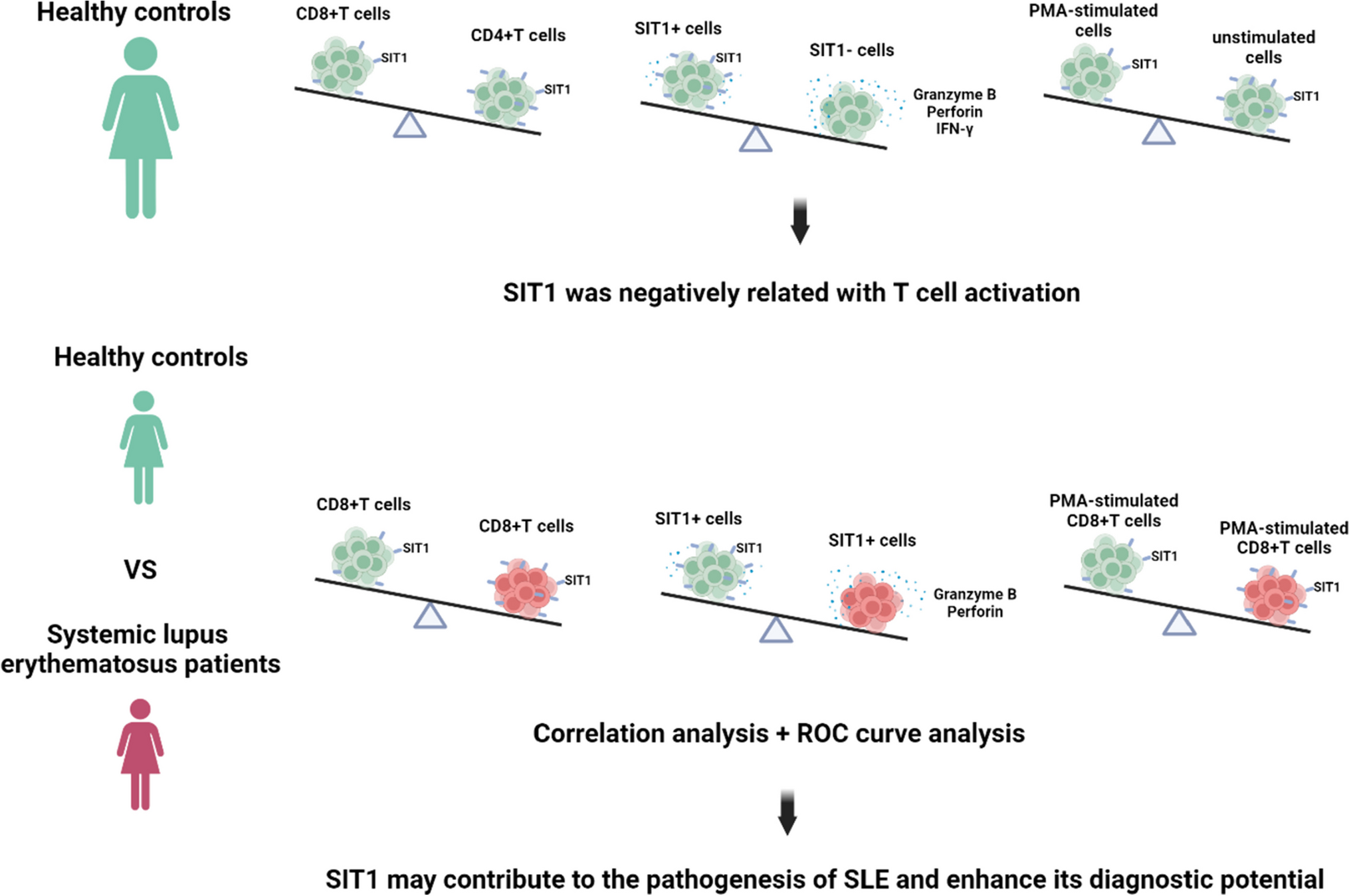 SIT1 identifies circulating hypoactive T cells with elevated cytotoxic molecule secretion in systemic lupus erythematosus patients