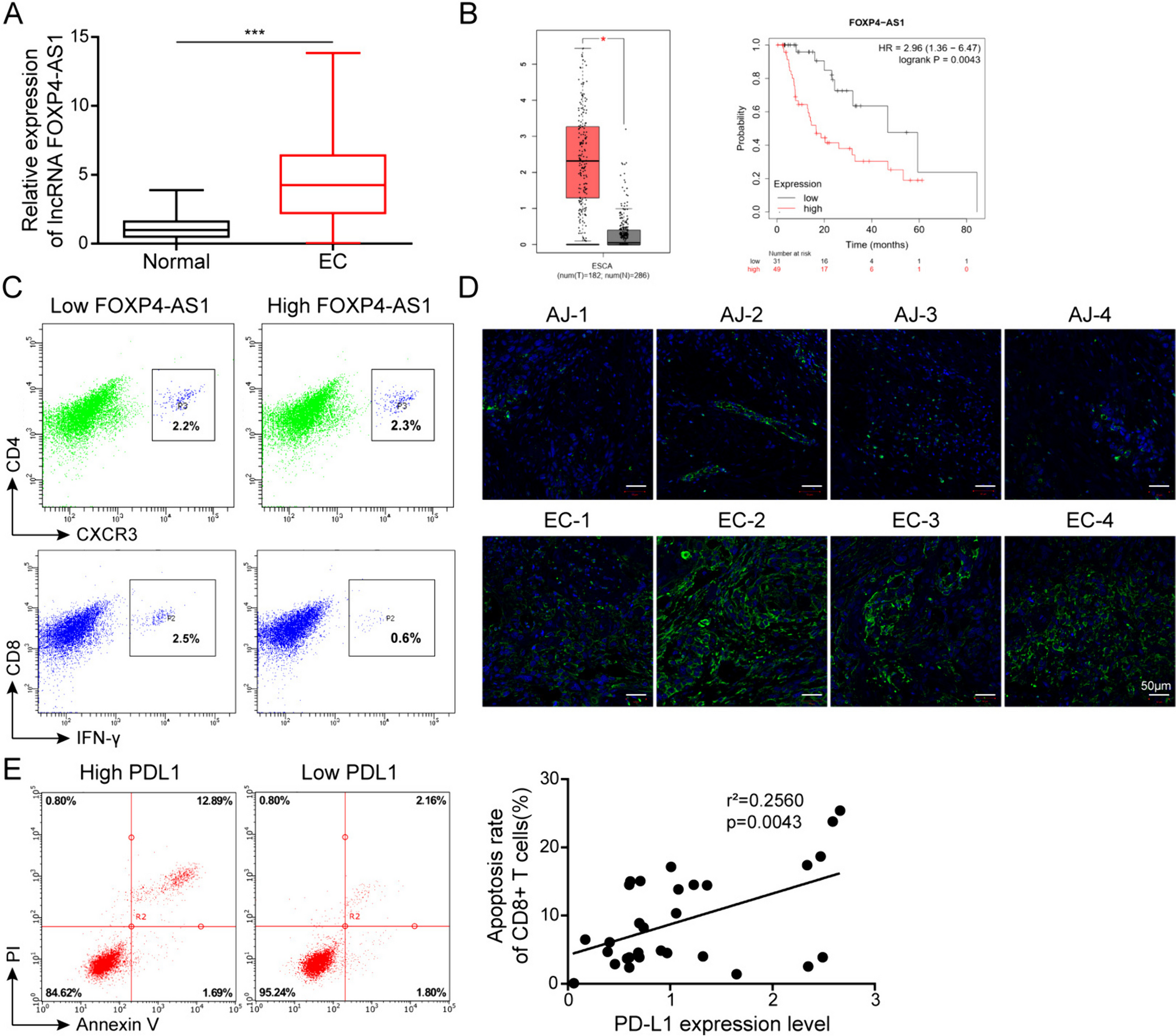 FOXP4-AS1 promotes CD8+ T cell exhaustion and esophageal cancer immune escape through USP10-stabilized PD-L1