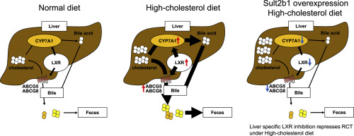 Liver-specific Lxr inhibition represses reverse cholesterol transport in cholesterol-fed mice