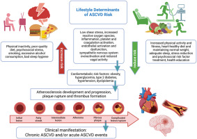 Lifestyle factors as determinants of atherosclerotic cardiovascular health