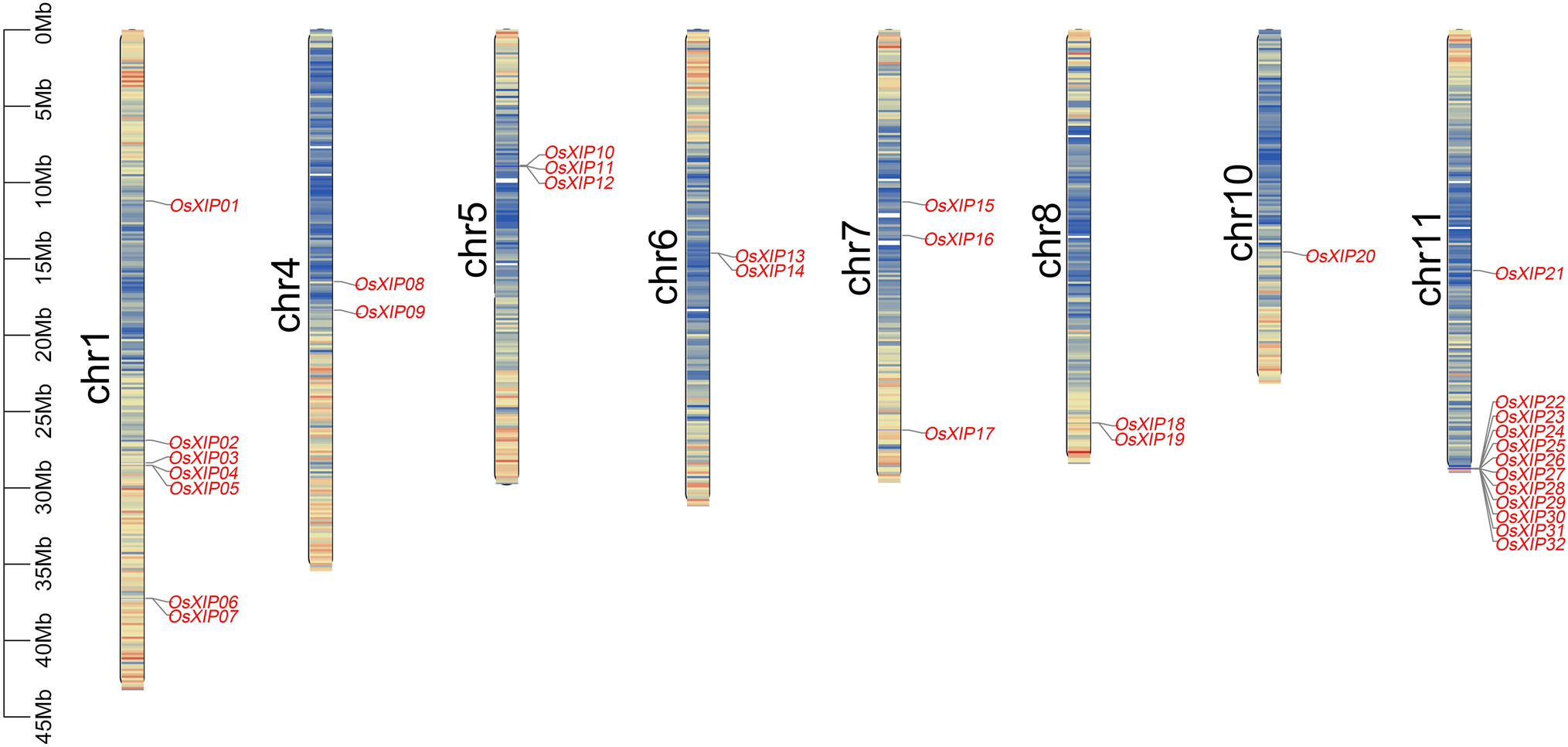 Identification and expression analysis of XIP gene family members in rice