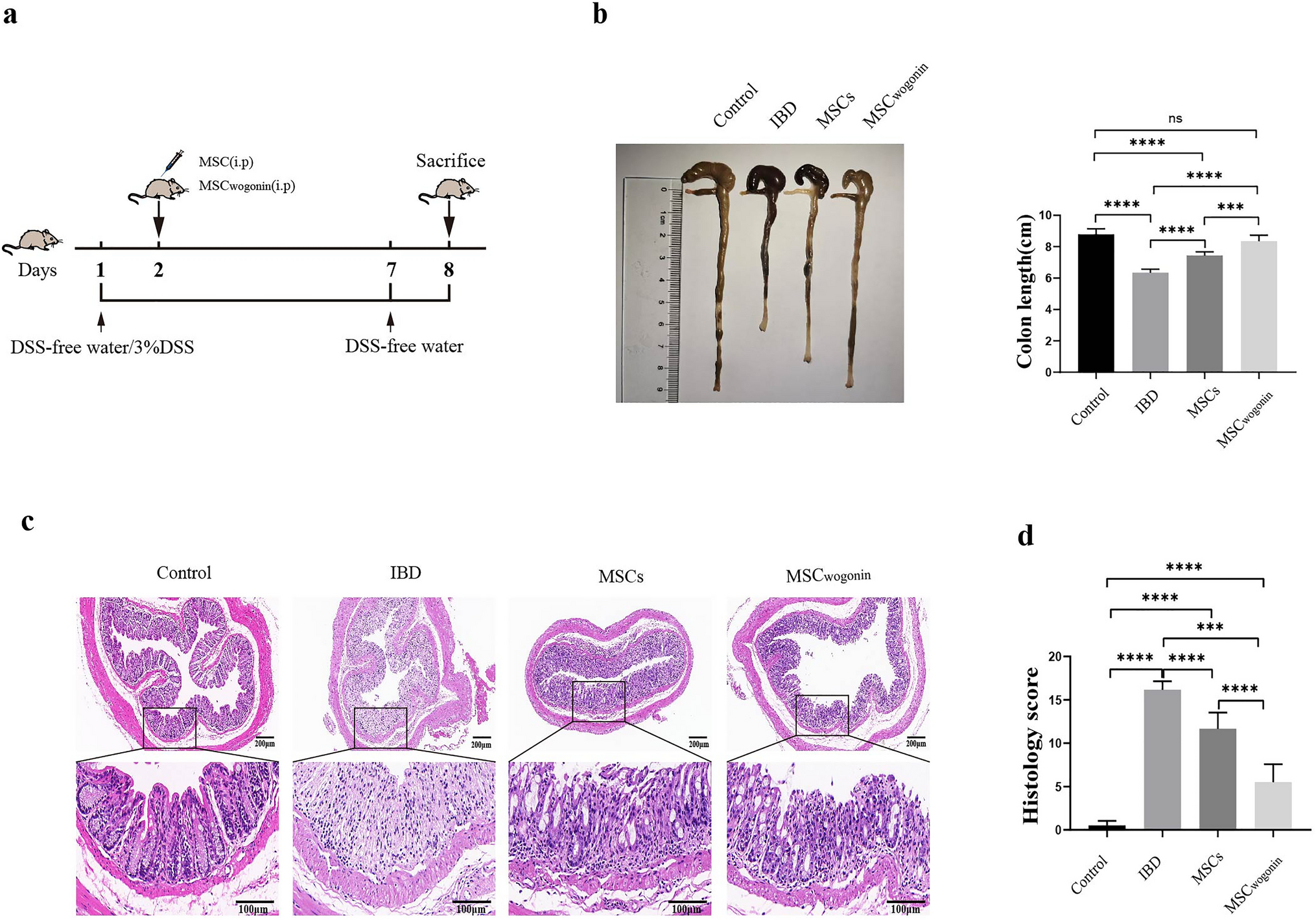 Wogonin preconditioning of MSCs improved their therapeutic efficiency for colitis through promoting glycolysis