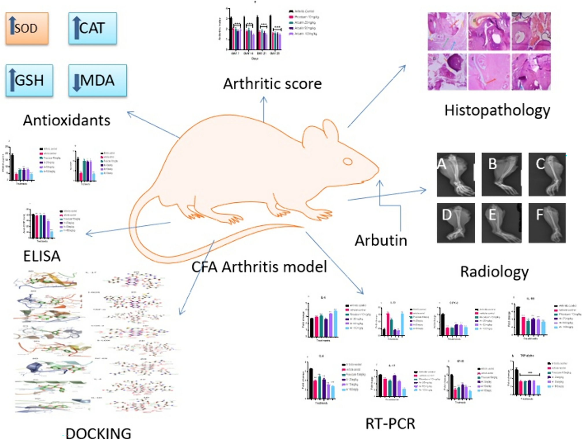 Arbutin attenuates CFA-induced arthritis by modulating expression levels of 5-LOX, NF‑κB, IL-17, PGE-2 and TNF-α