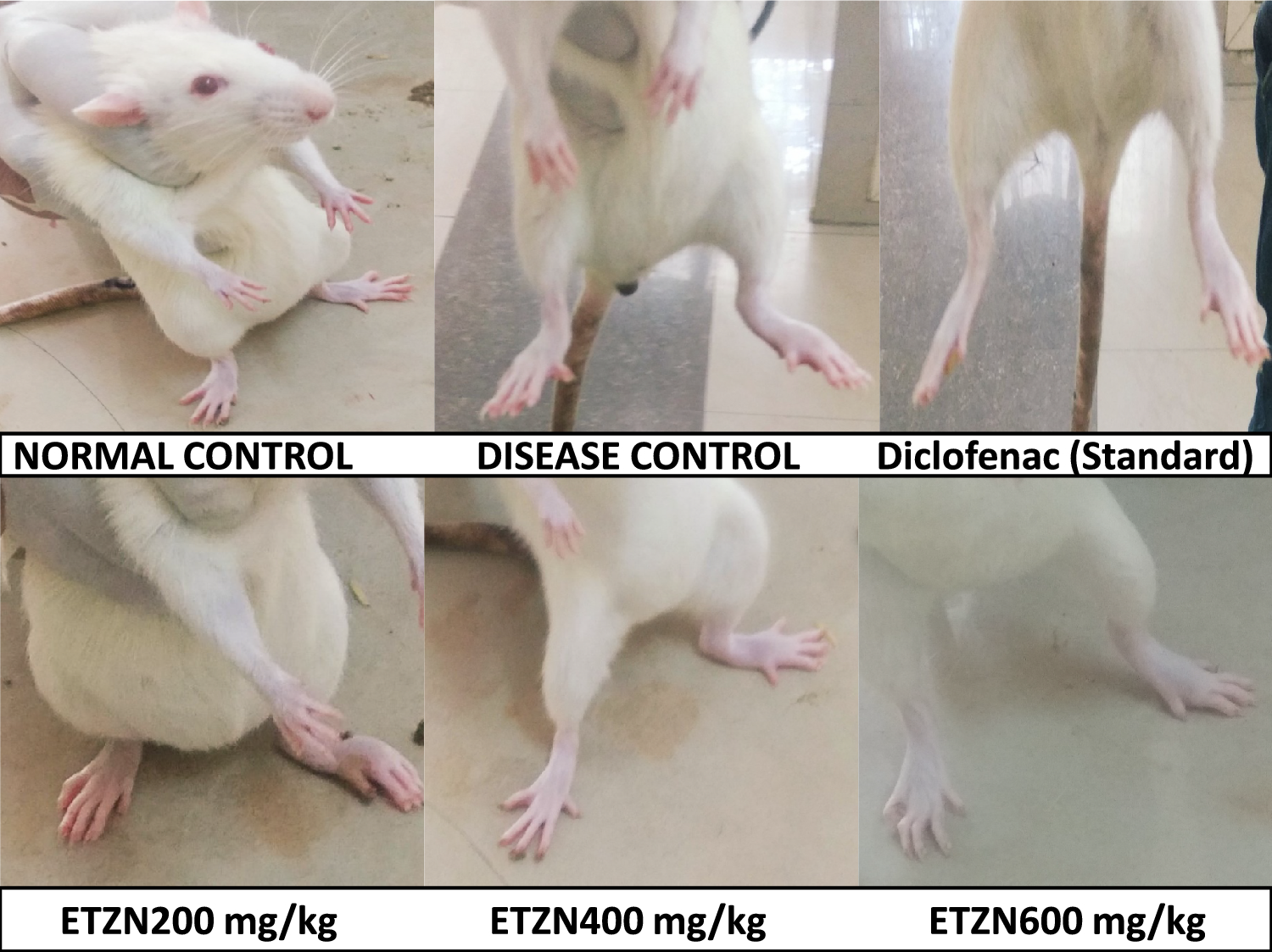 Ethanol extract of Ziziphus nummularia ameliorates formaldehyde-induced arthritis in rats by regulating oxidative stress biomarkers and haematological profile