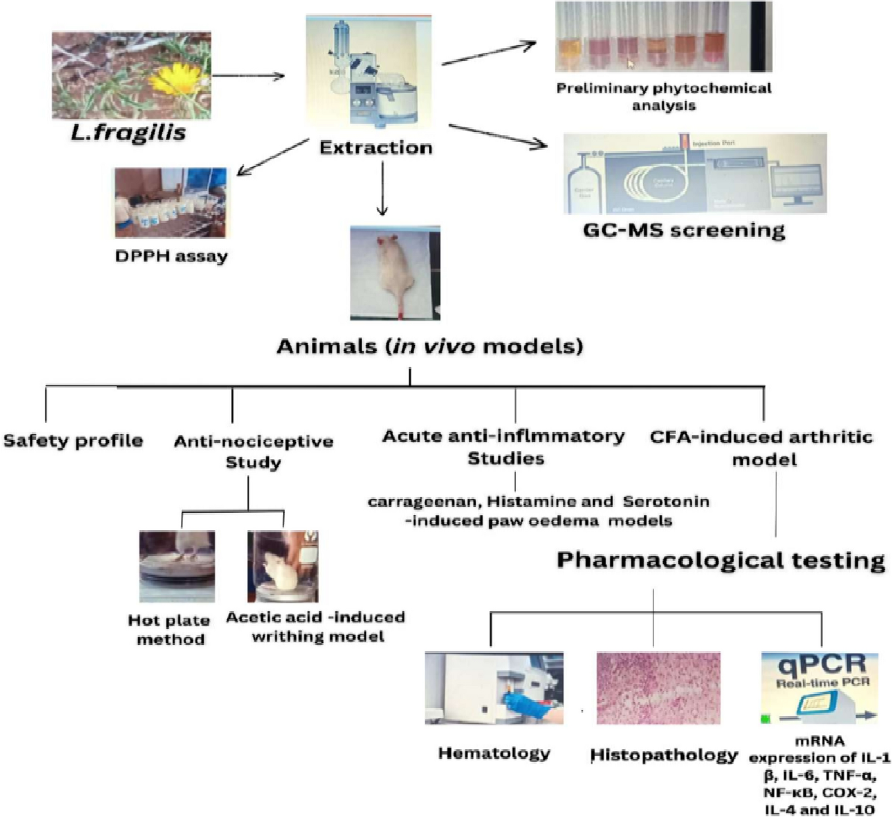 Launaea fragilis extract attenuated arthritis in rats through modulation of IL-1β, TNF-α, IL-6, NF-κB, COX-2, IL-4, and IL-10