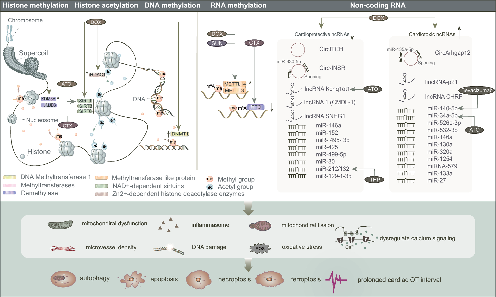 The role and mechanism of epigenetics in anticancer drug-induced cardiotoxicity
