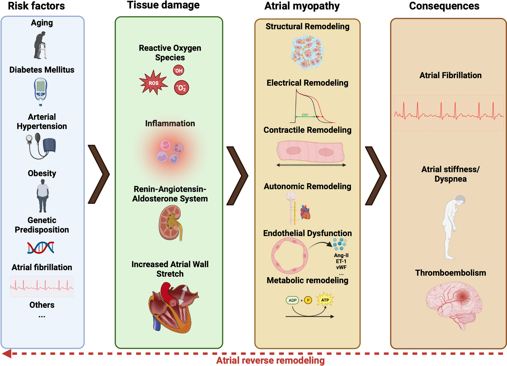 Pathophysiology and clinical relevance of atrial myopathy