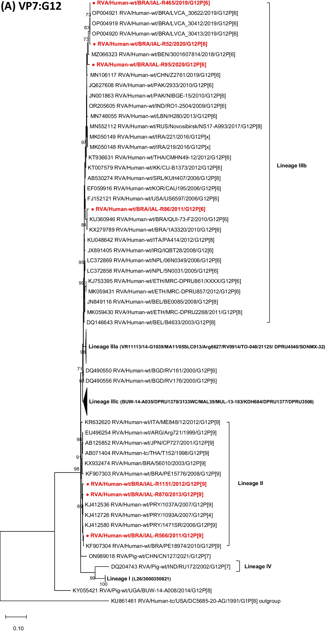 Genetic diversity and evolution of G12P[6] DS-1-like and G12P[9] AU-1-like Rotavirus strains in Brazil