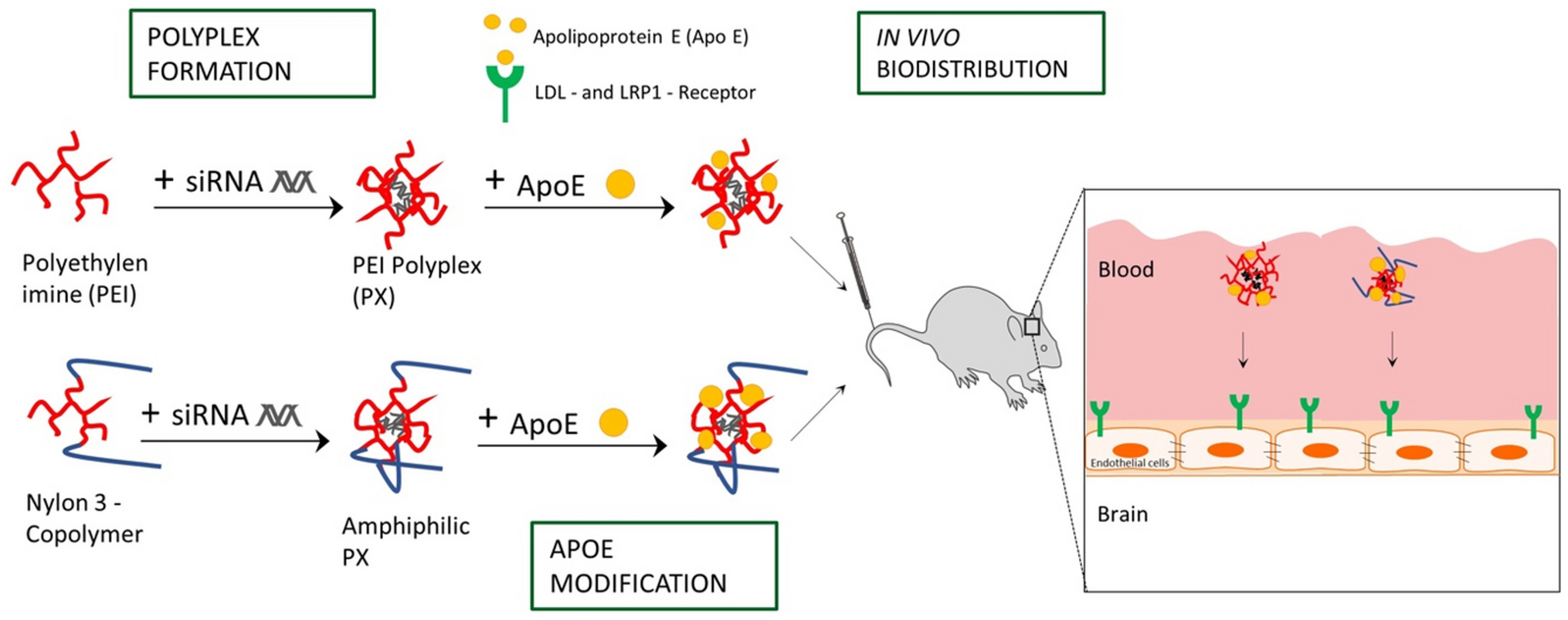 ApoE—functionalization of nanoparticles for targeted brain delivery—a feasible method for polyplexes?